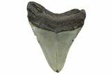 Fossil Megalodon Tooth - North Carolina #298892-1